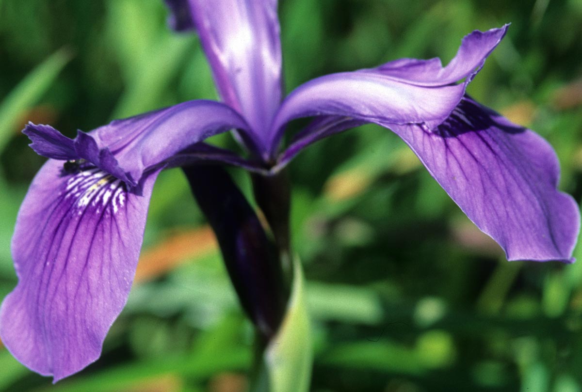 Iridaceae Iris reticulata