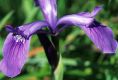 image of Iris reticulata