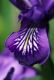 image of Iris reticulata