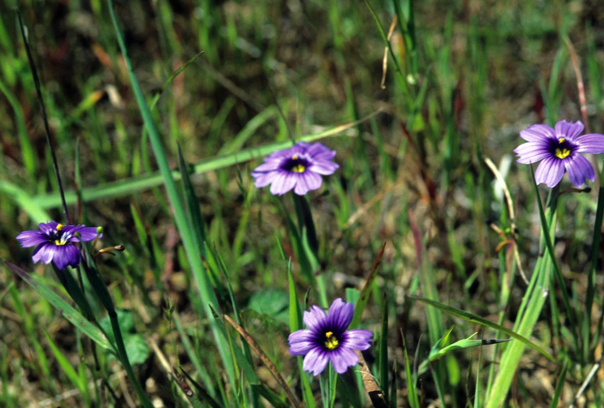 Iridaceae Sisyrinchium bellum