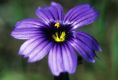 image of Sisyrinchium bellum