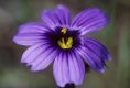 image of Sisyrinchium bellum