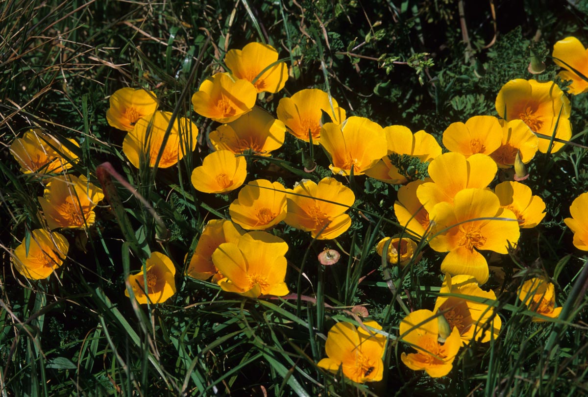 Papaveraceae Eschscholzia californica