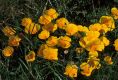 image of Eschscholzia californica