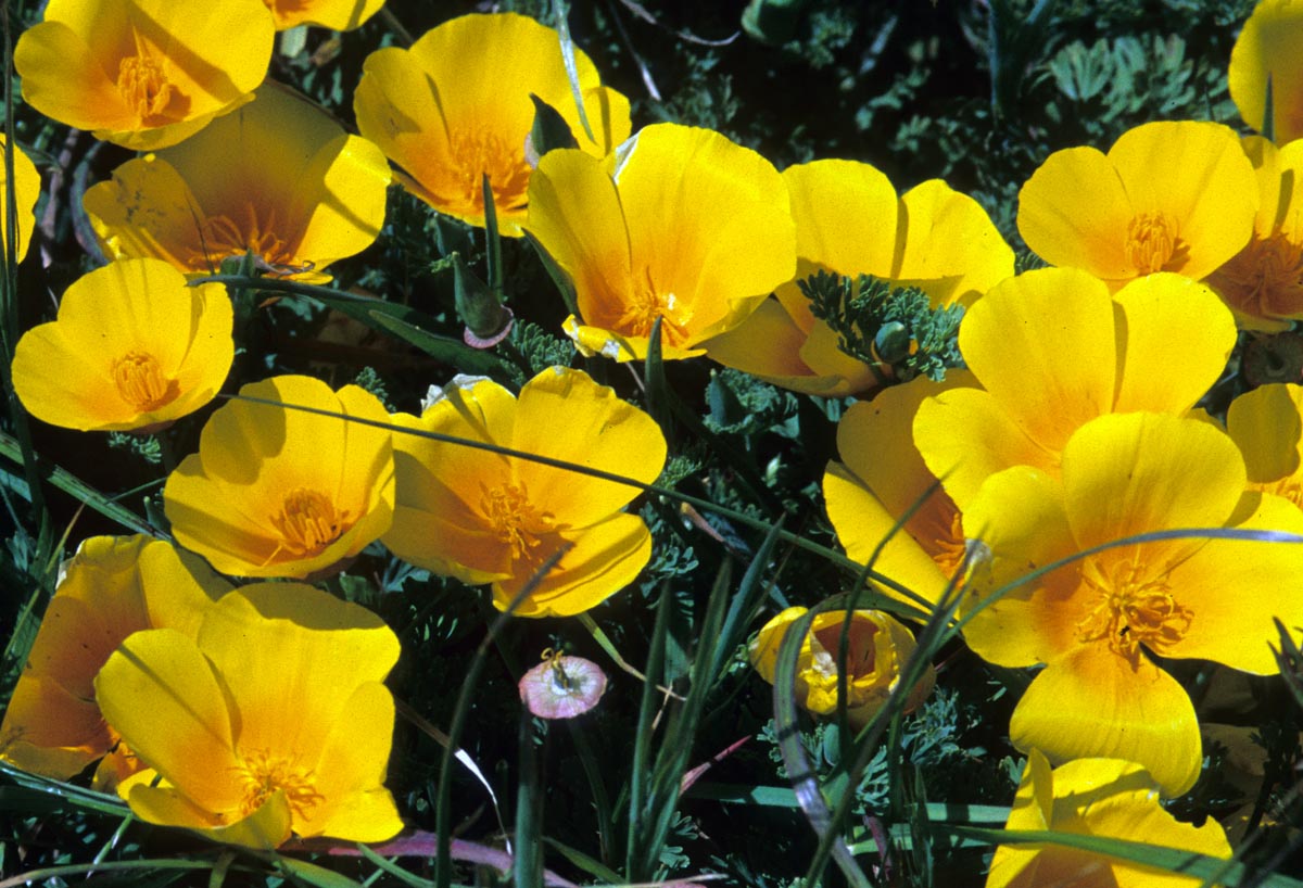 Papaveraceae Eschscholzia californica