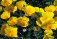 image of Eschscholzia californica
