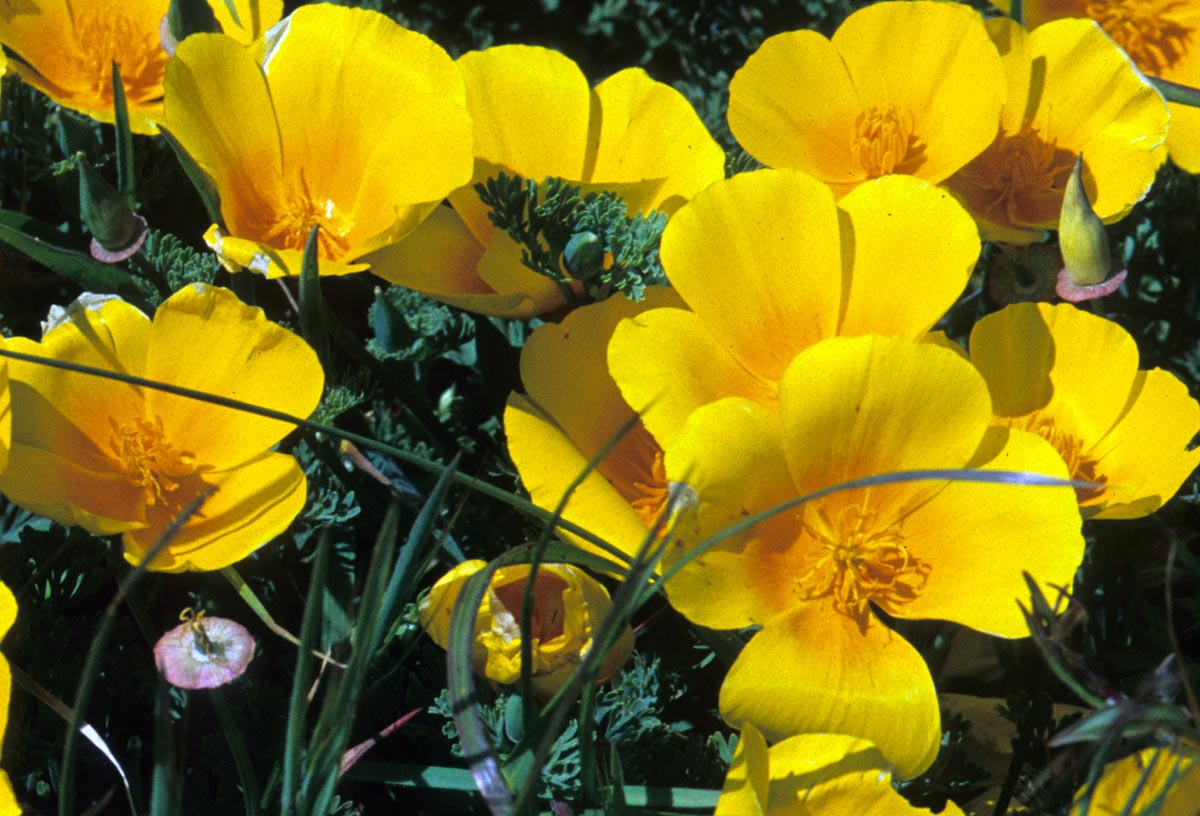 Papaveraceae Eschscholzia californica