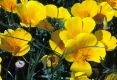 image of Eschscholzia californica