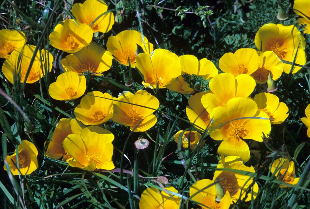Papaveraceae Eschscholzia californica