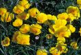 image of Eschscholzia californica