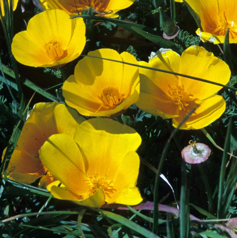 Papaveraceae Eschscholzia californica