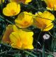 image of Eschscholzia californica