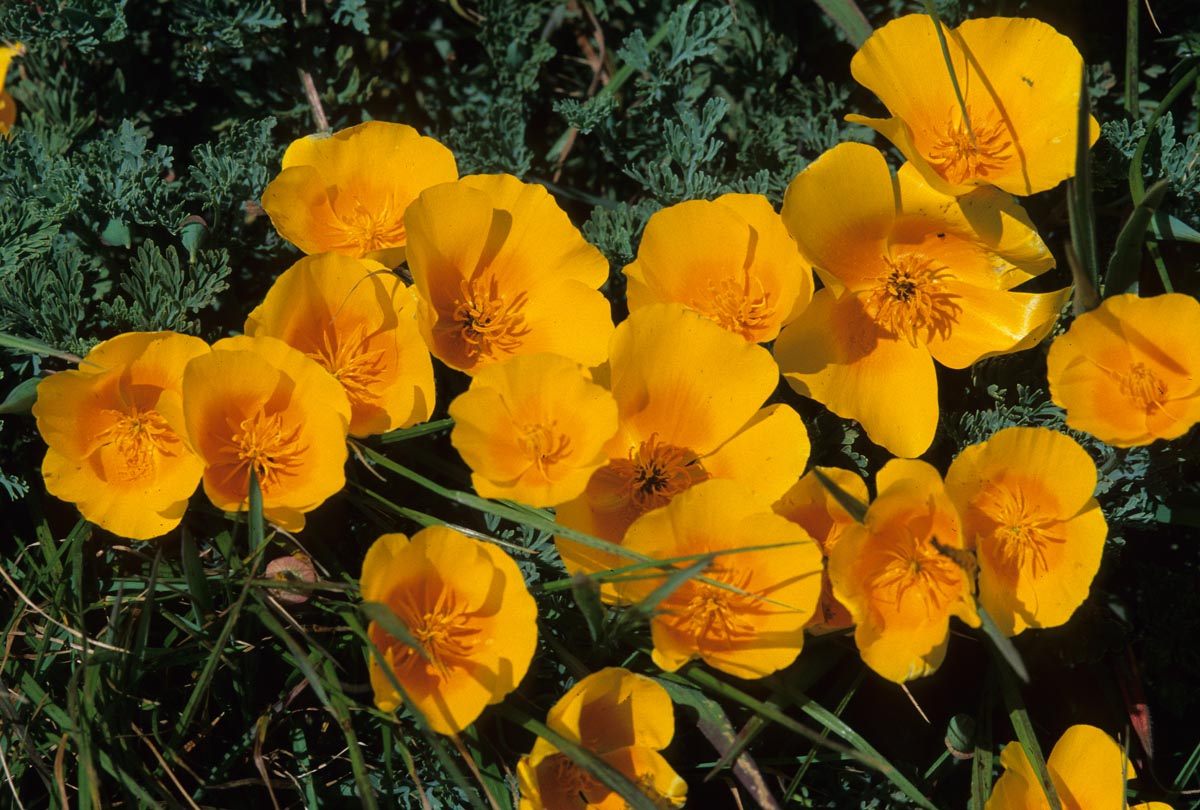 Papaveraceae Eschscholzia californica