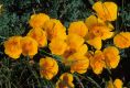 image of Eschscholzia californica