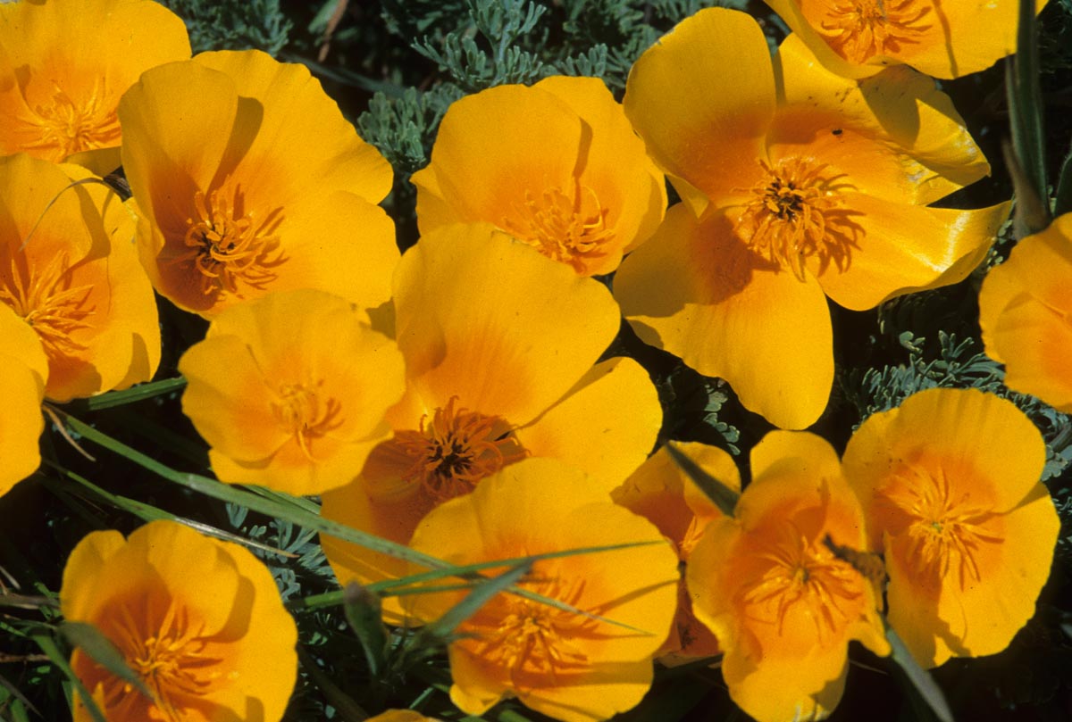 Papaveraceae Eschscholzia californica