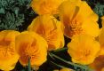 image of Eschscholzia californica