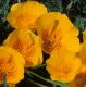 image of Eschscholzia californica