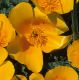 image of Eschscholzia californica