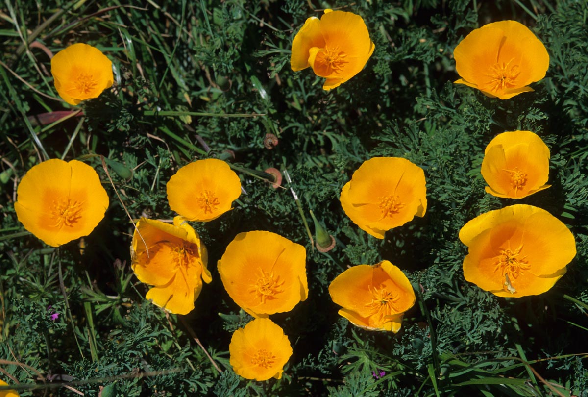 Papaveraceae Eschscholzia californica