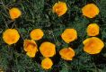 image of Eschscholzia californica