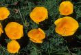 image of Eschscholzia californica