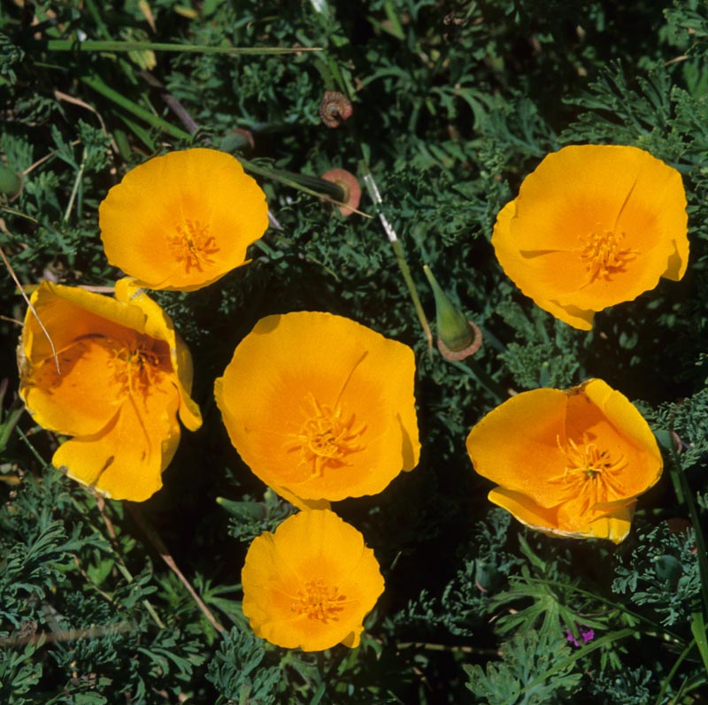 Papaveraceae Eschscholzia californica