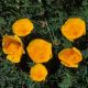 image of Eschscholzia californica