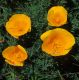 image of Eschscholzia californica