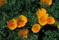 image of Eschscholzia californica