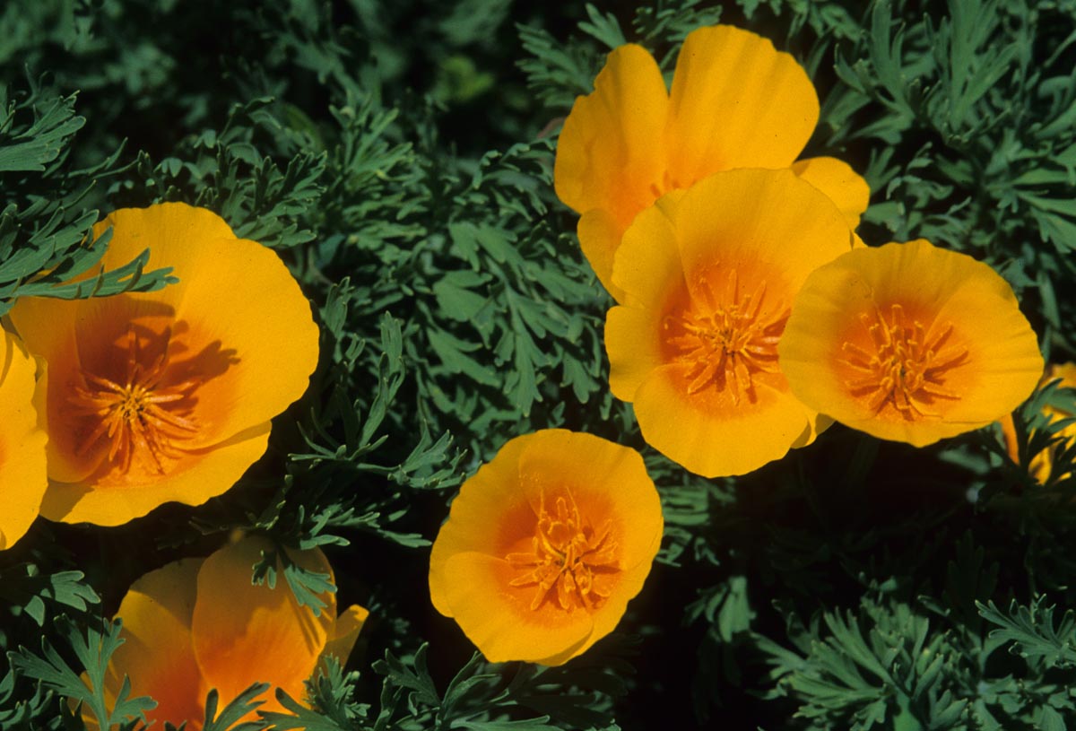 Papaveraceae Eschscholzia californica