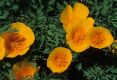 image of Eschscholzia californica