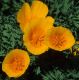 image of Eschscholzia californica