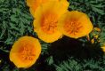 image of Eschscholzia californica