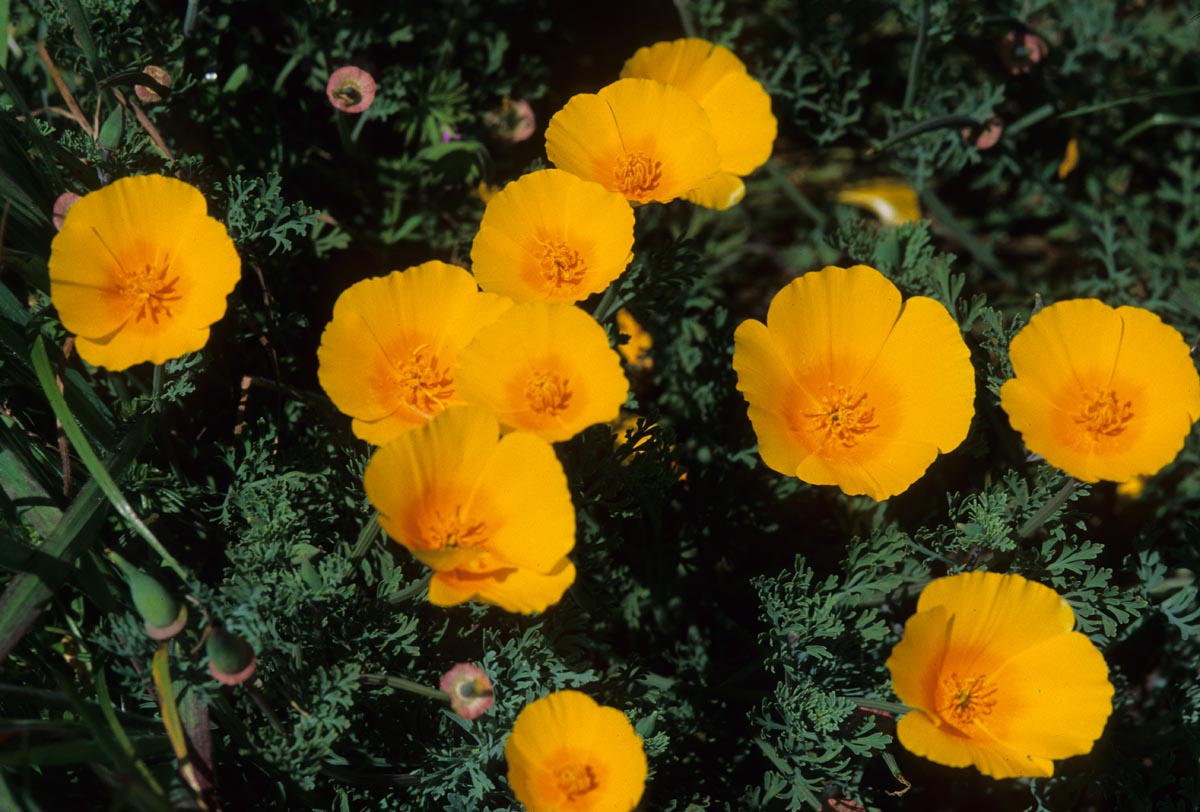 Papaveraceae Eschscholzia californica