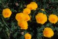image of Eschscholzia californica
