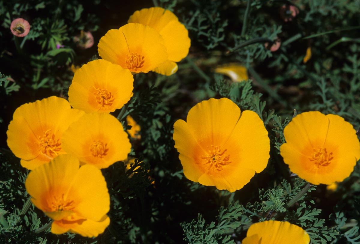 Papaveraceae Eschscholzia californica