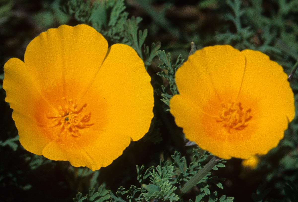 Papaveraceae Eschscholzia californica