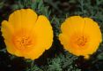 image of Eschscholzia californica