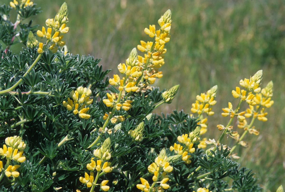 Fabaceae Lupinus arboreus