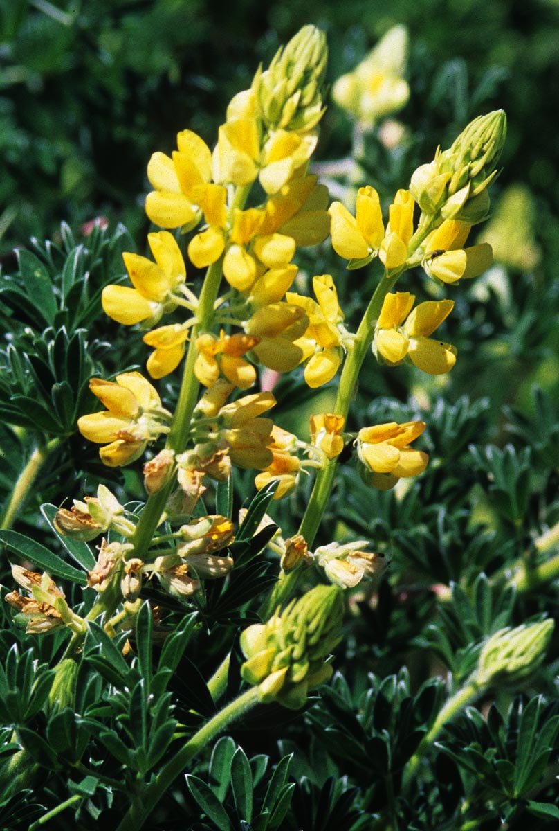 Fabaceae Lupinus arboreus
