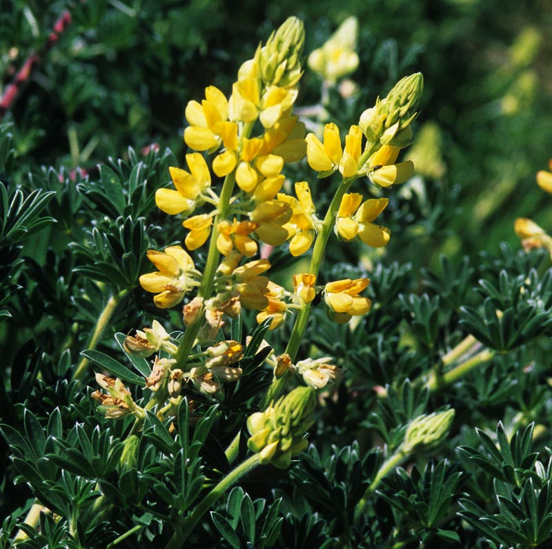 Fabaceae Lupinus arboreus