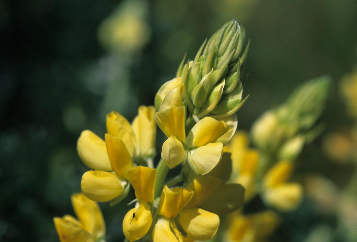 Fabaceae Lupinus arboreus