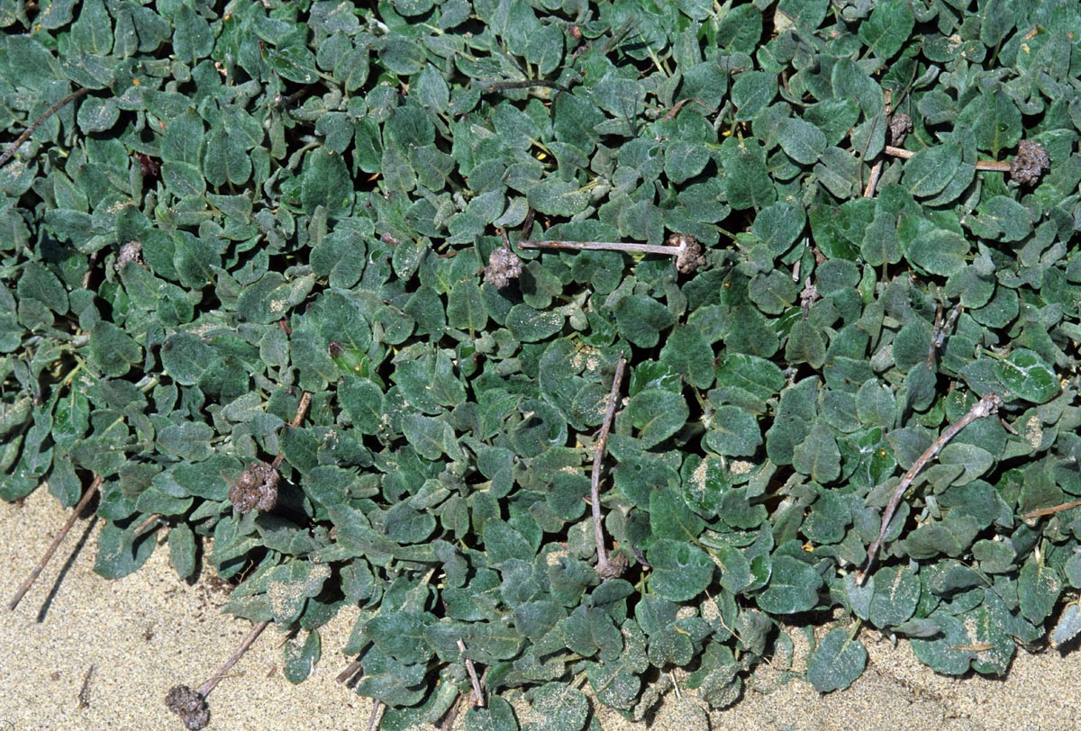Polygonaceae Eriogonum latifolium