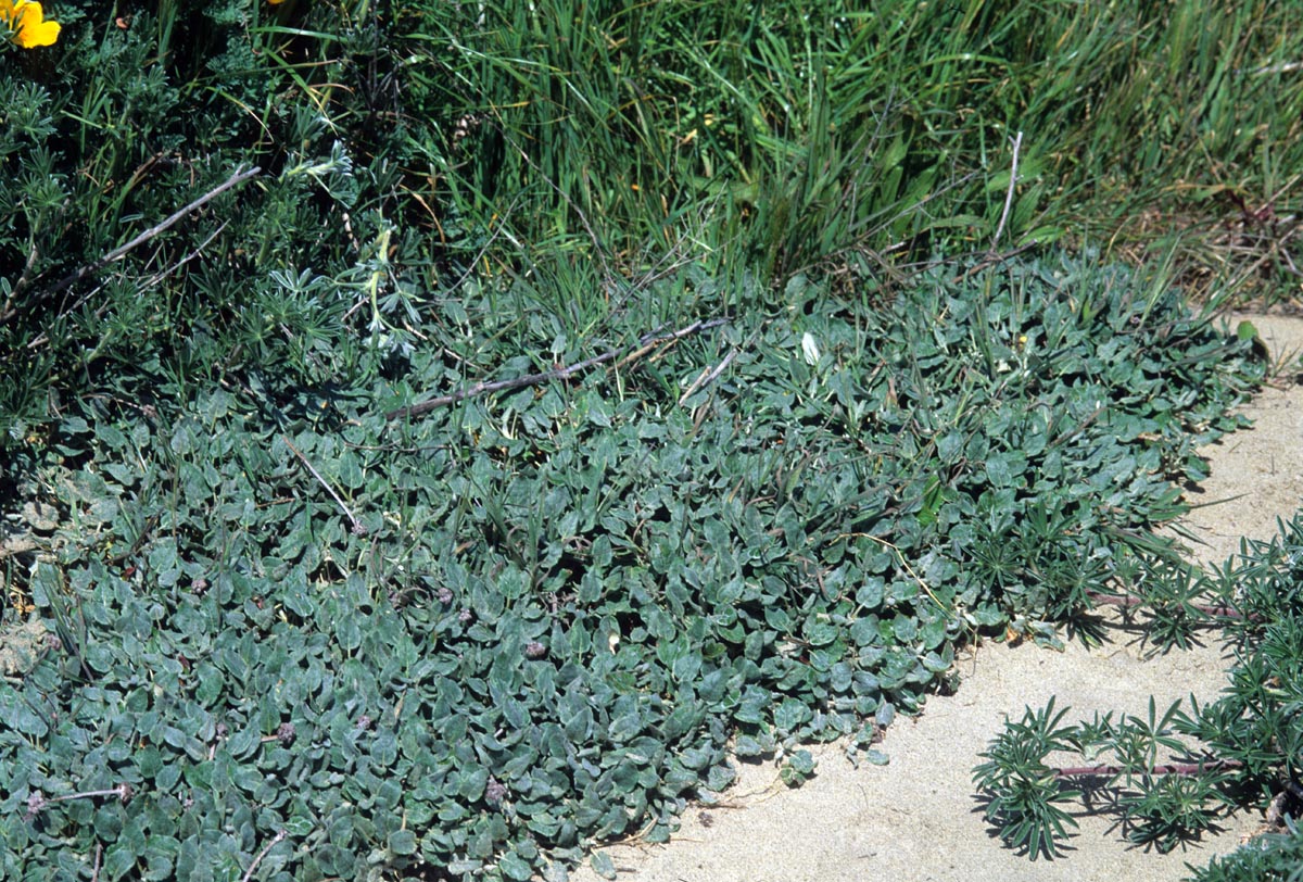 Polygonaceae Eriogonum latifolium
