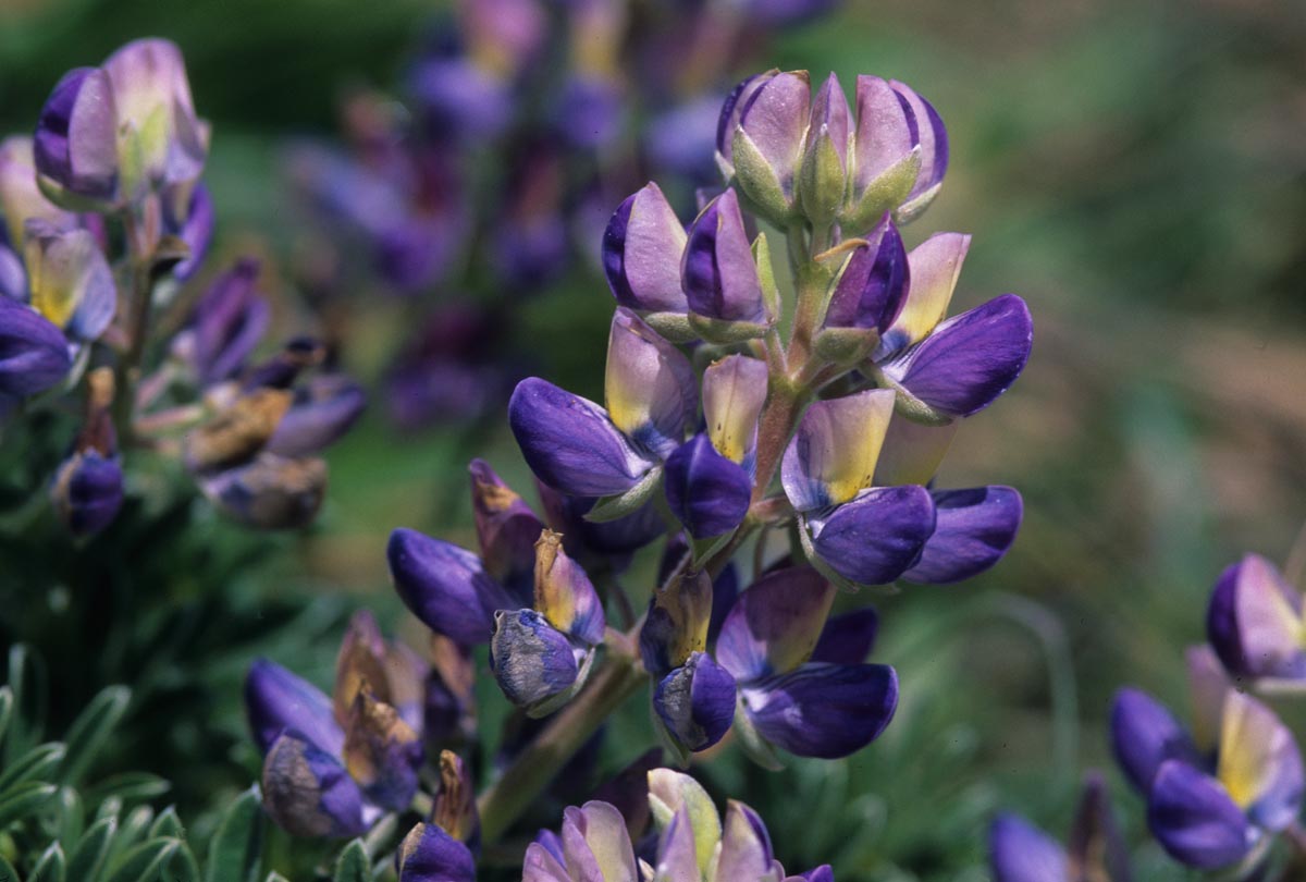 Fabaceae Lupinus tidestromii