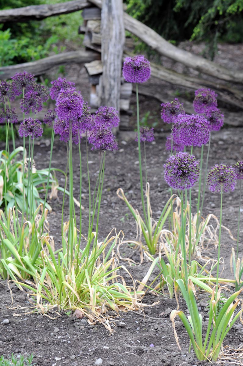 Amaryllidaceae Allium aflatunenense