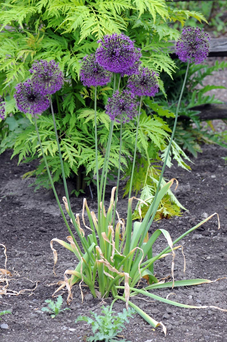 Amaryllidaceae Allium aflatunenense