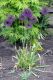 image of Allium aflatunenense