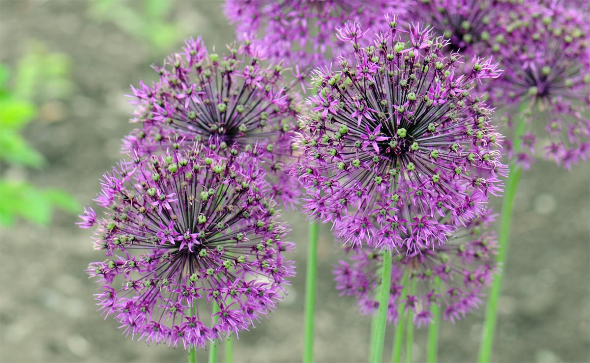 Amaryllidaceae Allium aflatunenense