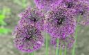 image of Allium aflatunenense